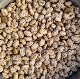 EMERGENCY SEED BANKS : MIN ORDER ( 10 PACKS ) : BABY SUN BUSH BEANS : FREE DELIVERY: SA AND GLOBAL