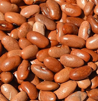 EMERGENCY SEED BANKS : MIN ORDER ( 10 PACKS ) : CHILEAN BUTTER BEANS : FREE DELIVERY: SA AND GLOBAL