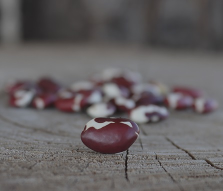 EMERGENCY SEED BANKS : MIN ORDER ( 10 PACKS ) : New Mexican Red beans : FREE DELIVERY: SA AND GLOBAL