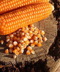EMERGENCY SEED BANKS : MIN ORDER ( 10 PACKS ) : Corn : Golden Beauty : FREE DELIVERY: SA AND GLOBAL
