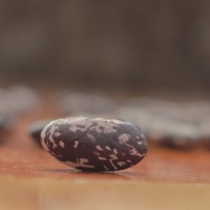 EMERGENCY SEED BANKS : MIN ORDER ( 10 PACKS ) : Northern Malawi Vitumbe  BEANS : FREE DELIVERY: SA AND GLOBAL