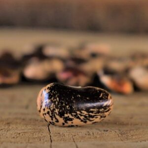 EMERGENCY SEED BANKS : MIN ORDER ( 10 PACKS ) : Painted Lady beans : FREE DELIVERY: SA AND GLOBAL