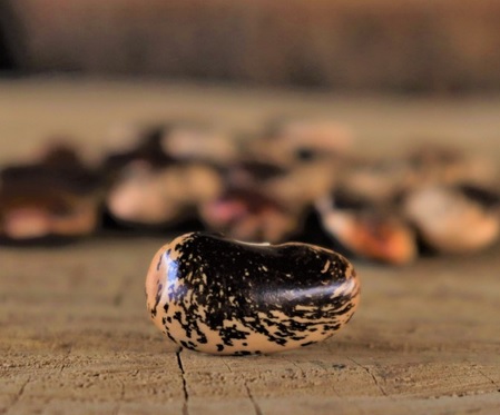 EMERGENCY SEED BANKS : MIN ORDER ( 10 PACKS ) : Painted Lady beans : FREE DELIVERY: SA AND GLOBAL