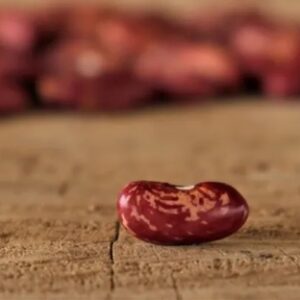 EMERGENCY SEED BANKS : MIN ORDER ( 10 PACKS ) : ZAMBIAN RED SPECKLED BEANS : FREE DELIVERY: SA AND GLOBAL