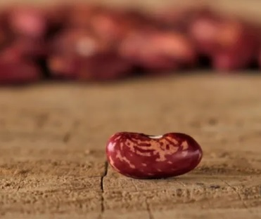 EMERGENCY SEED BANKS : MIN ORDER ( 10 PACKS ) : ZAMBIAN RED SPECKLED BEANS : FREE DELIVERY: SA AND GLOBAL